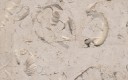 Admiralty Roach Limestone, United Kingdom