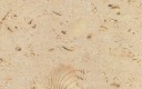 Austin Shell Limestone, United States